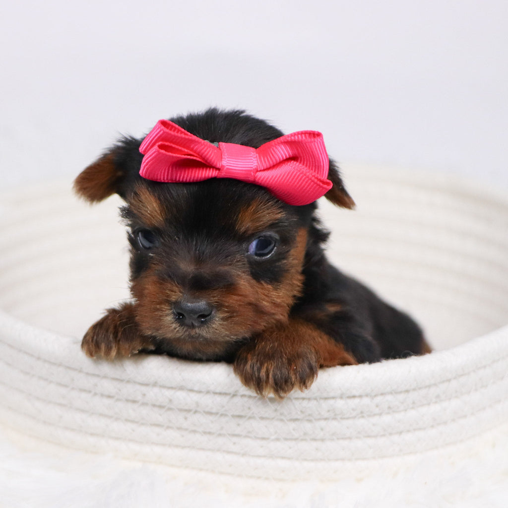 Grace - Available 12/17