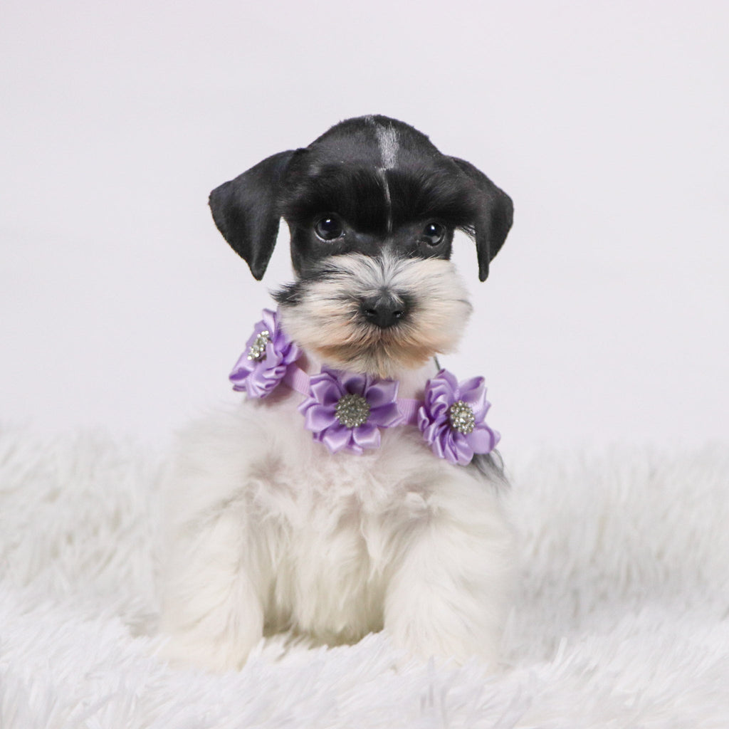 Gracie - Available Now