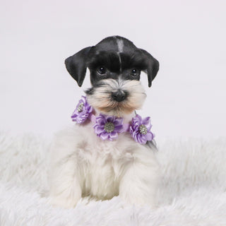 Gracie - Available Now