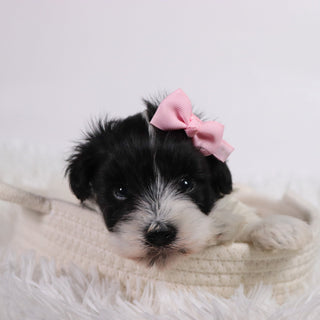 Gracie - Available Now