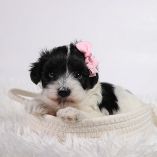 Gracie - Available Now