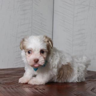 Grady - Available Now