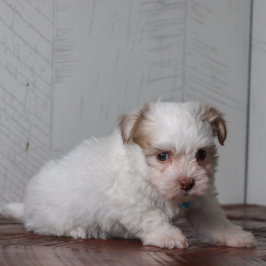 Grady - Available Now