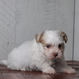 Grady - Available Now