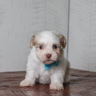 Grady - Available Now
