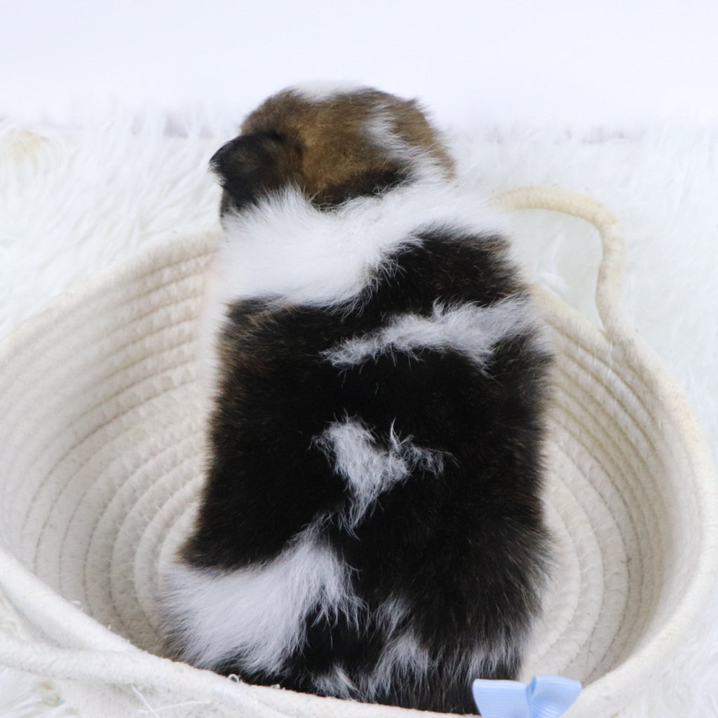 Graham - Available Now