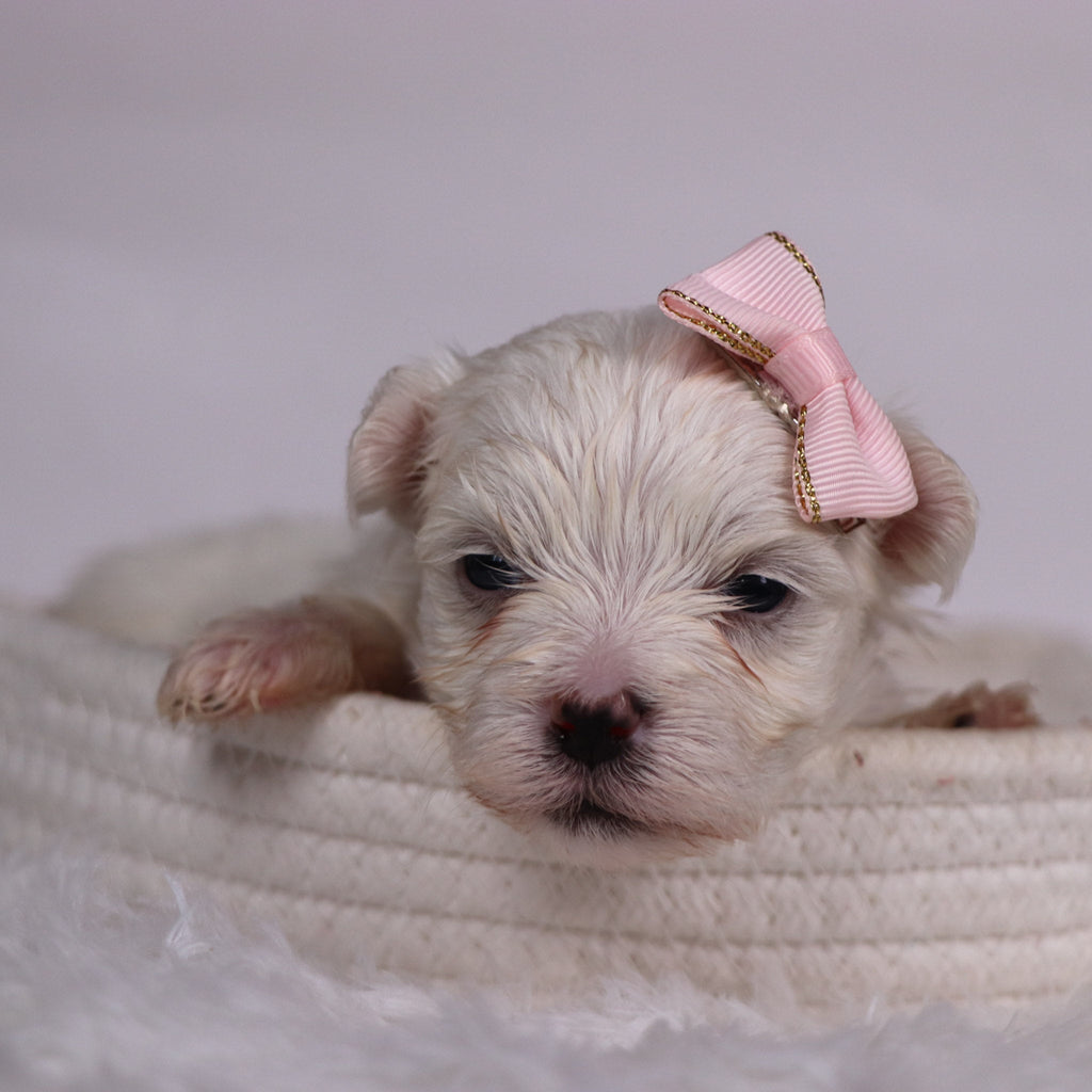 Grape - Available 11/12