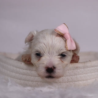 Grape - Available Now