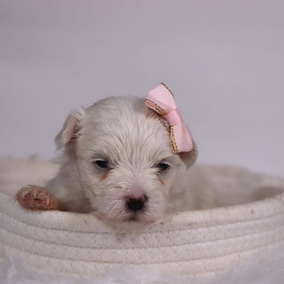 Grape - Available 11/12