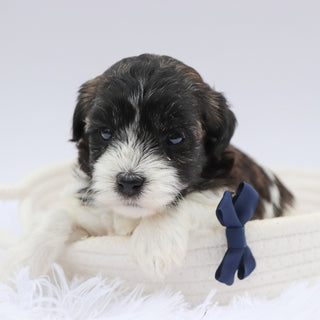 Griff- Available now