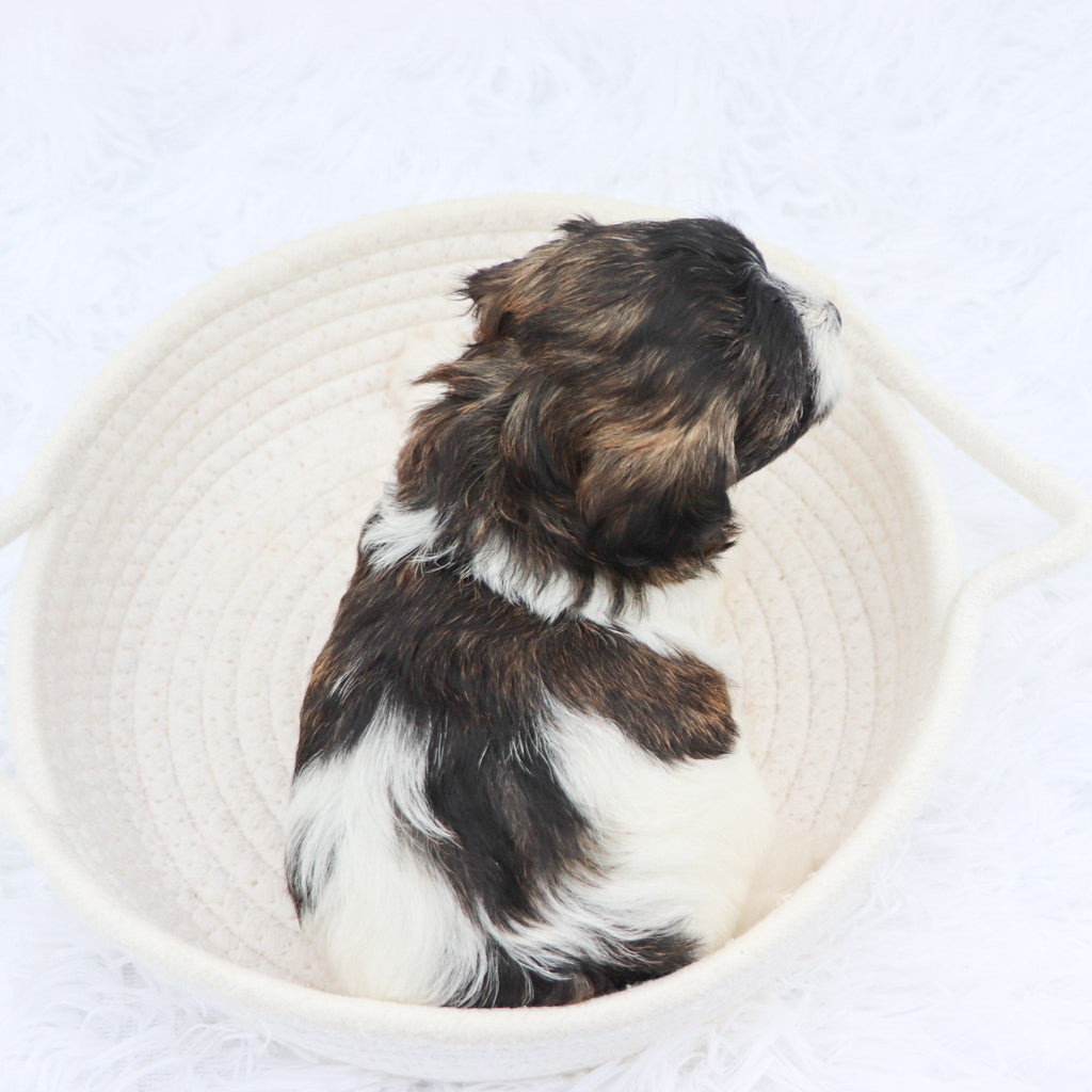 Griff- Available now