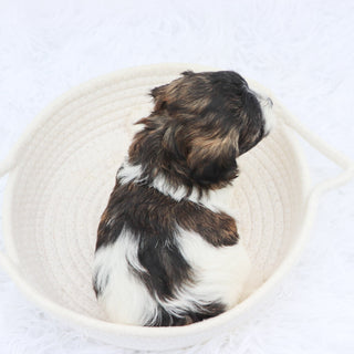 Griff- Available 8/20