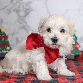 Hal - Available 12/31