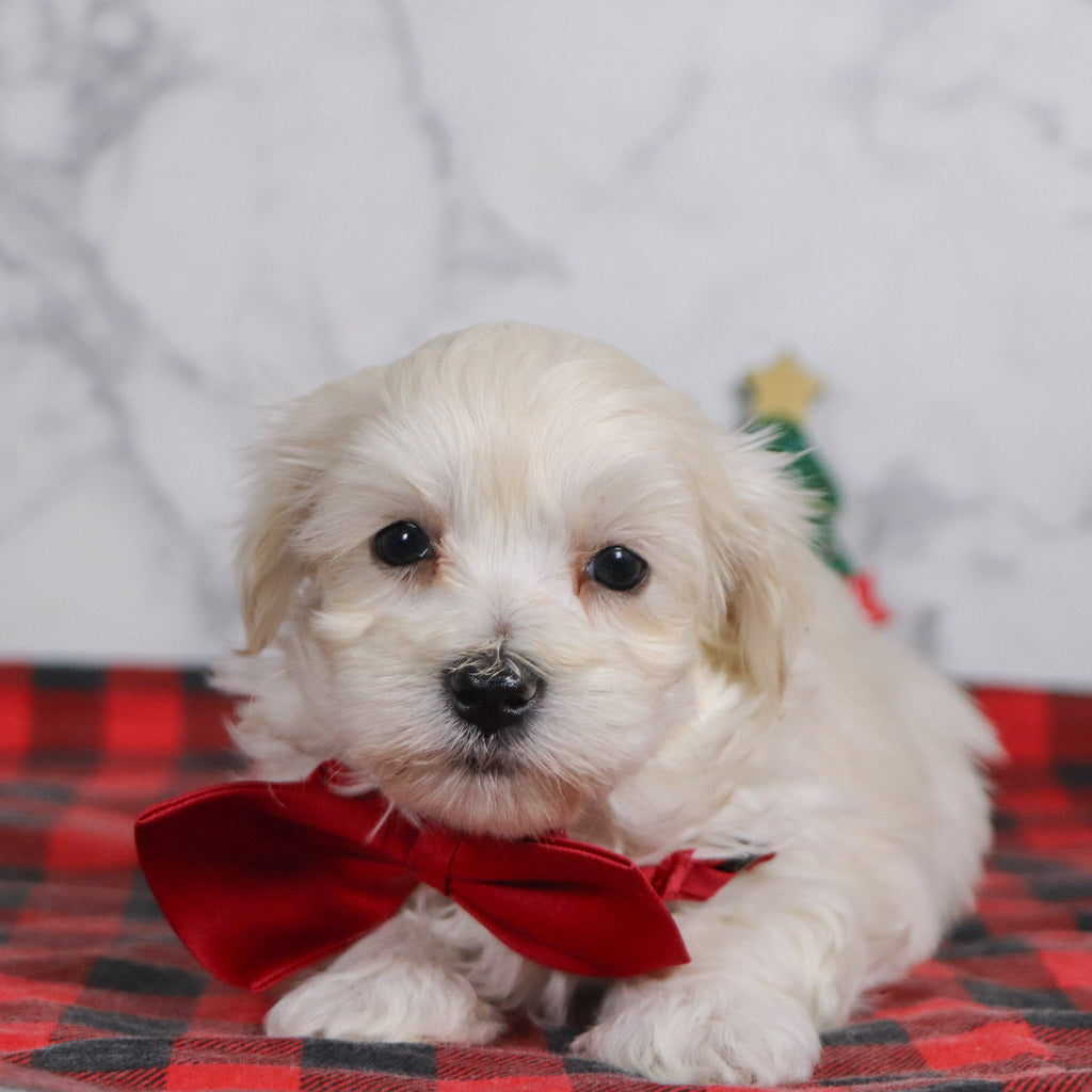 Hal - Available 12/31