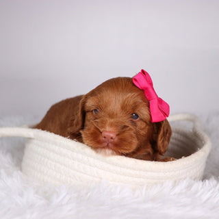 Hannah - Available Now