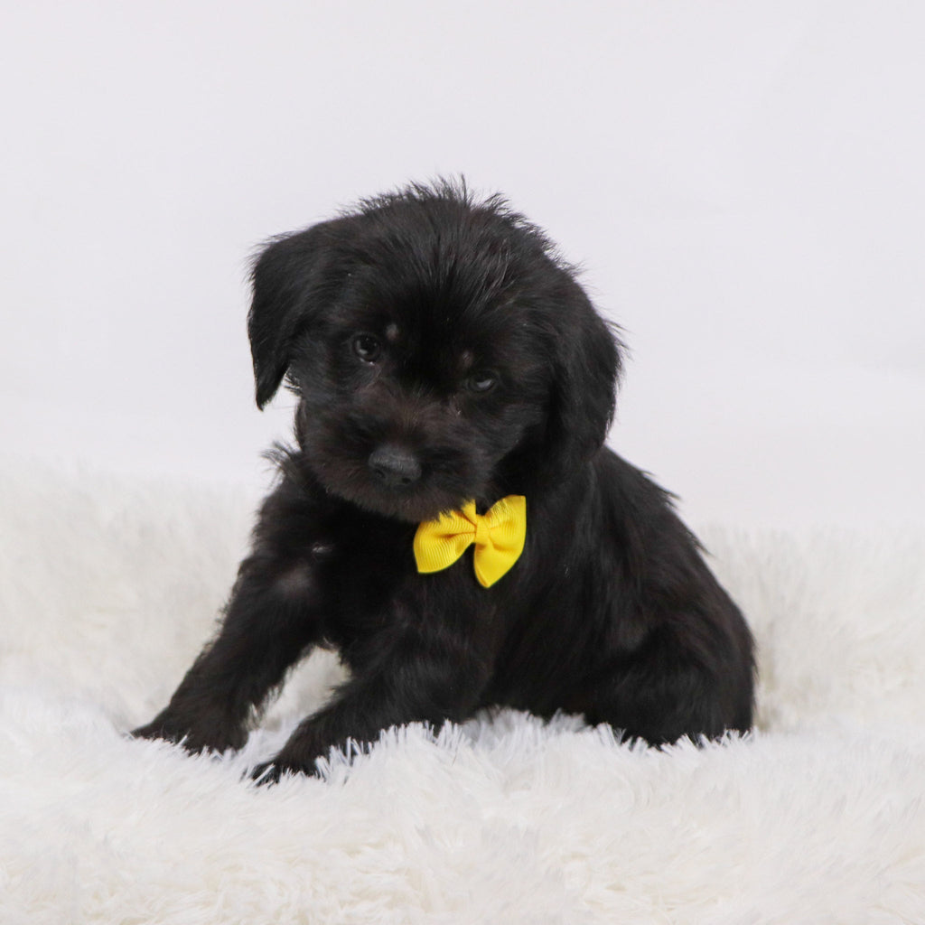 Hans - Available 11/12