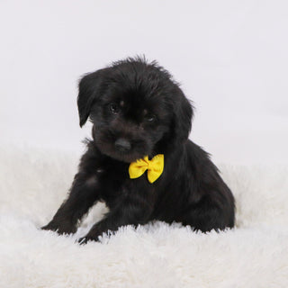 Hans - Available 11/12