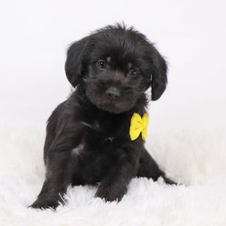 Hans - Available 11/12