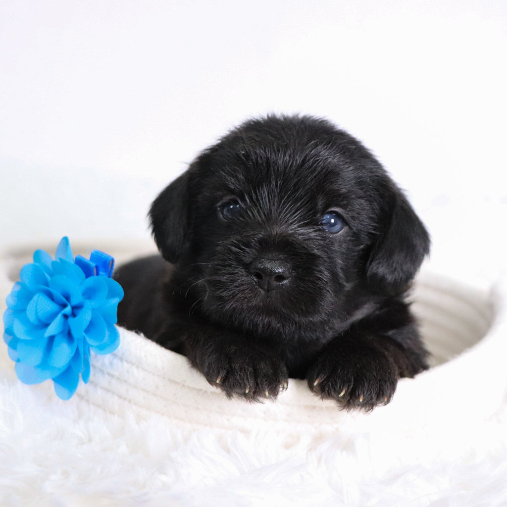 Hans - Available Now