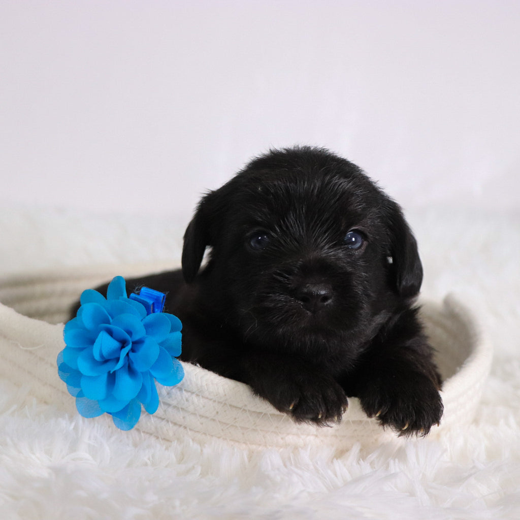 Hans - Available Now