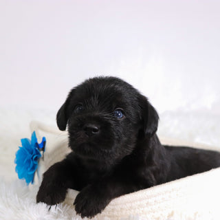 Hans - Available 11/12