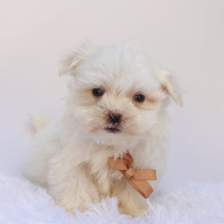 Harlie - Available 9/24