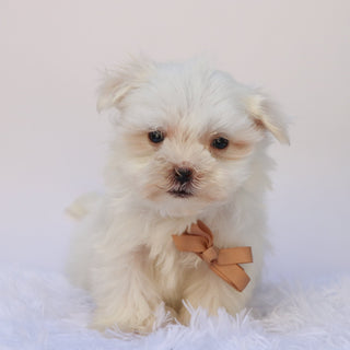 Harlie - Available 9/24