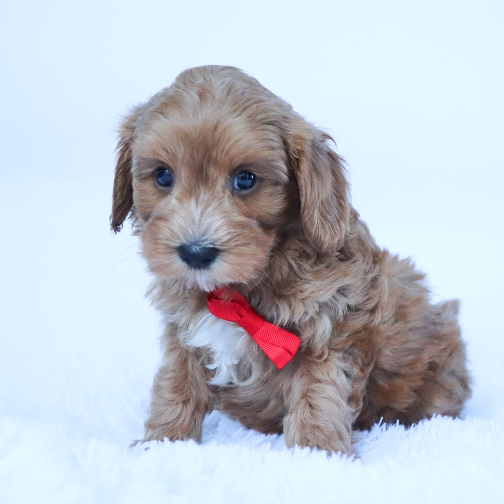 Harold - Available Now