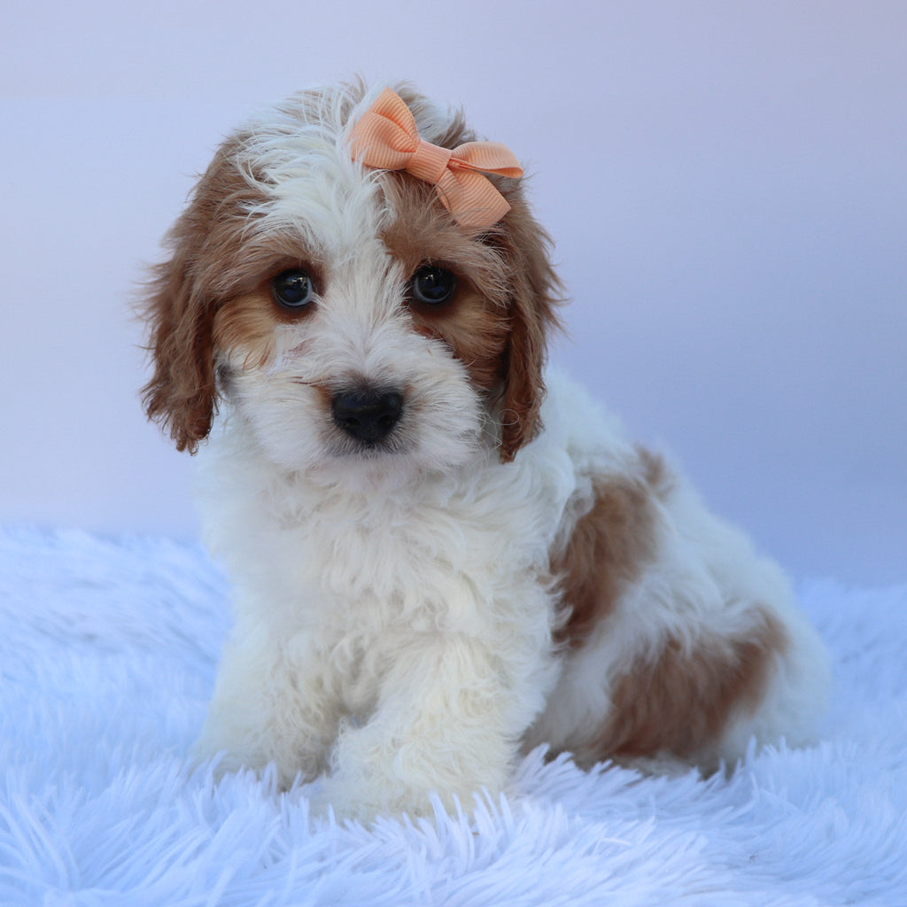 Hattie - Available Now