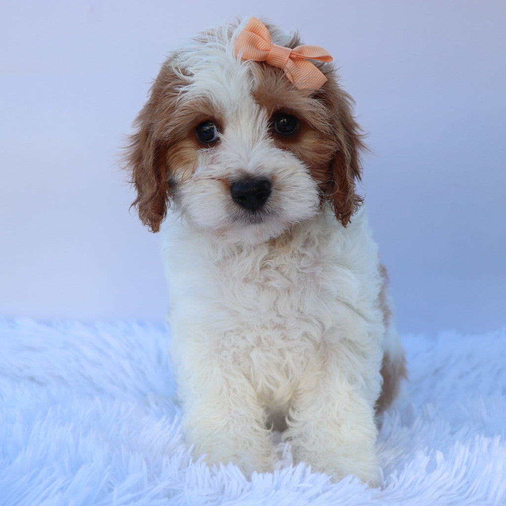 Hattie - Available Now