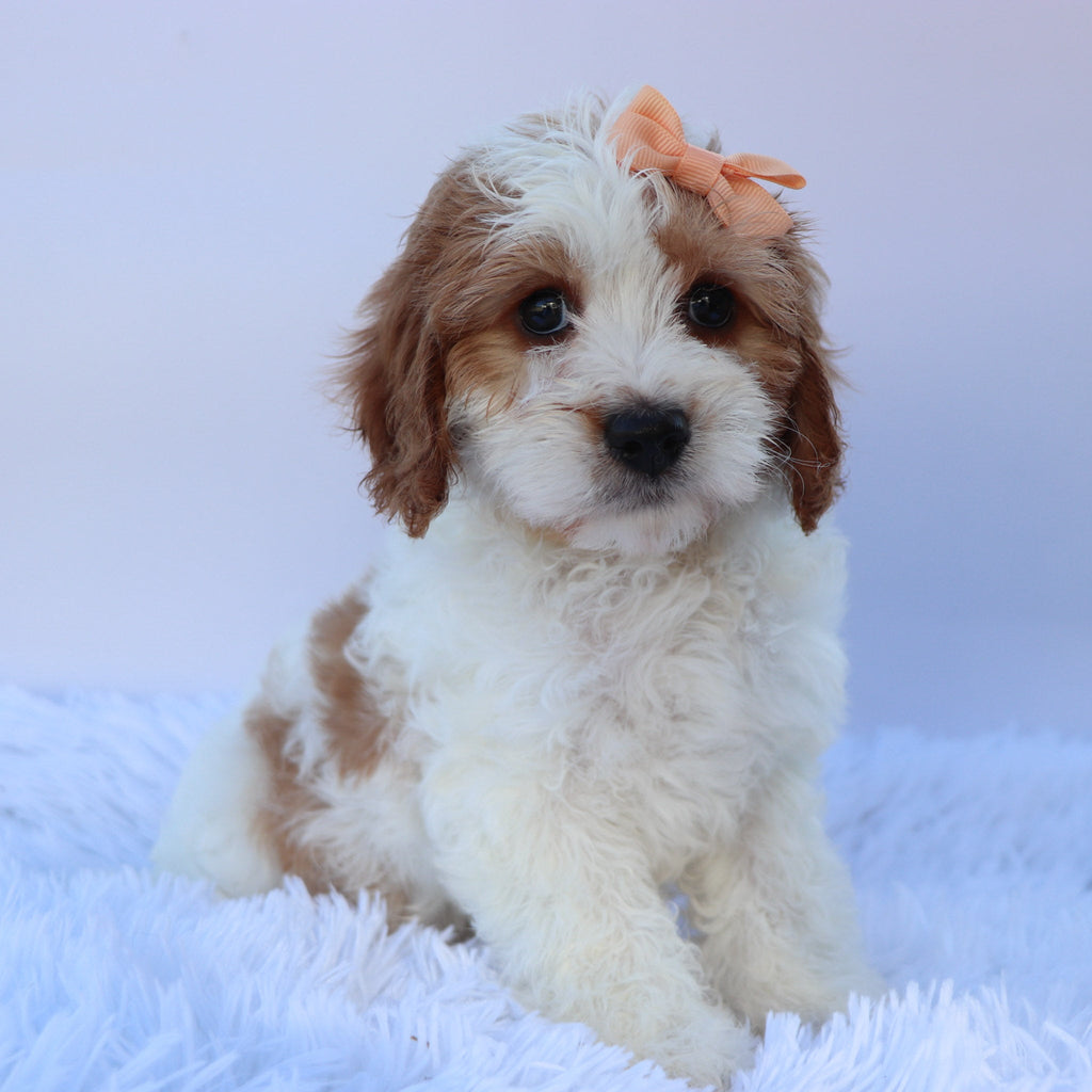 Hattie - Available Now