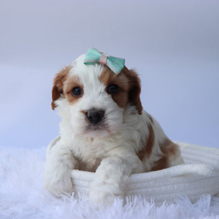 Hattie - Available 10/7