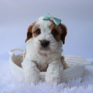 Hattie - Available 10/7