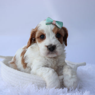 Hattie - Available 10/7