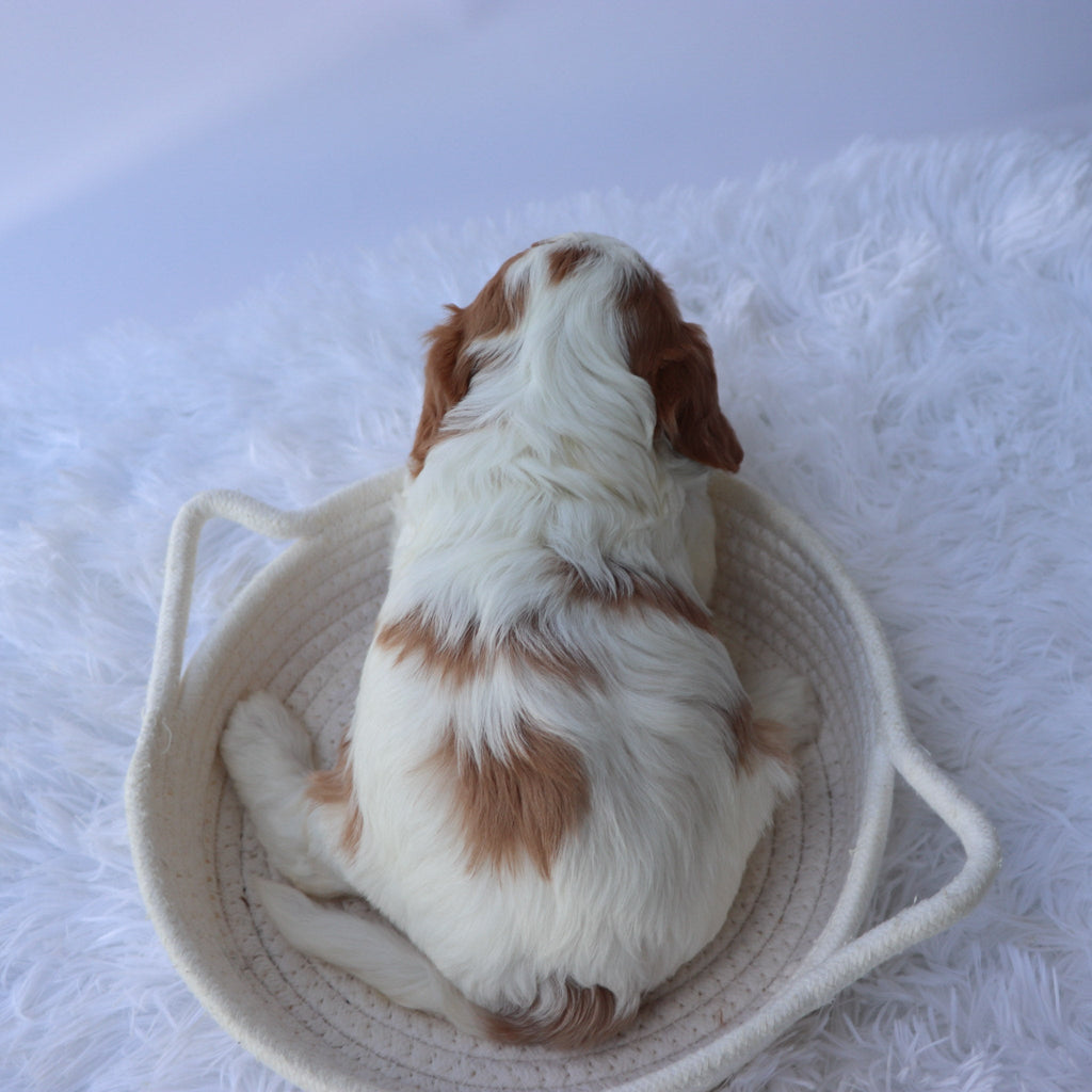 Hattie - Available Now