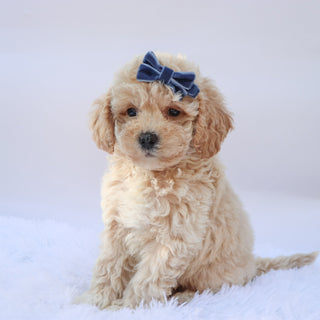 Hazel - Available 9/17