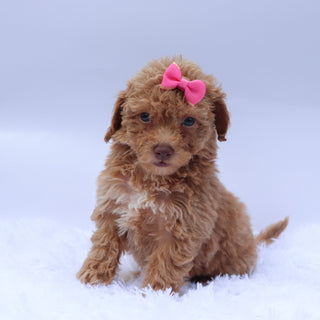 Helena - Available 9/10
