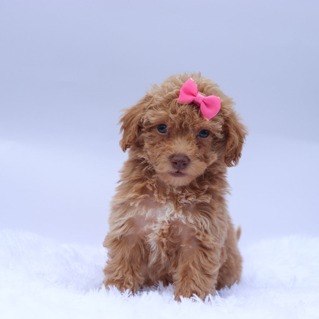 Helena - Available 9/10