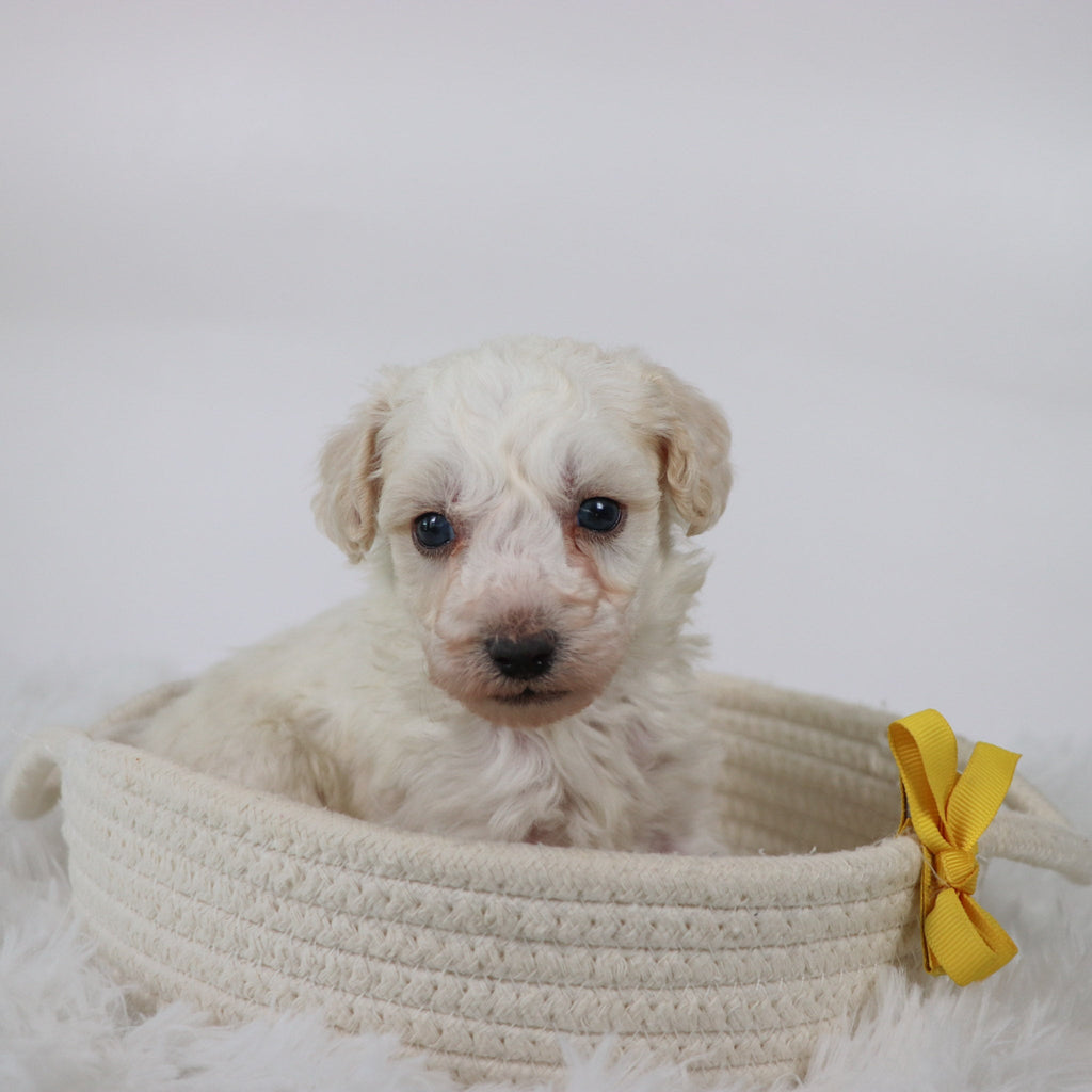 Hogan - Available Now