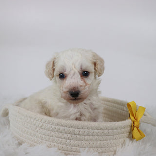 Hogan - Available Now