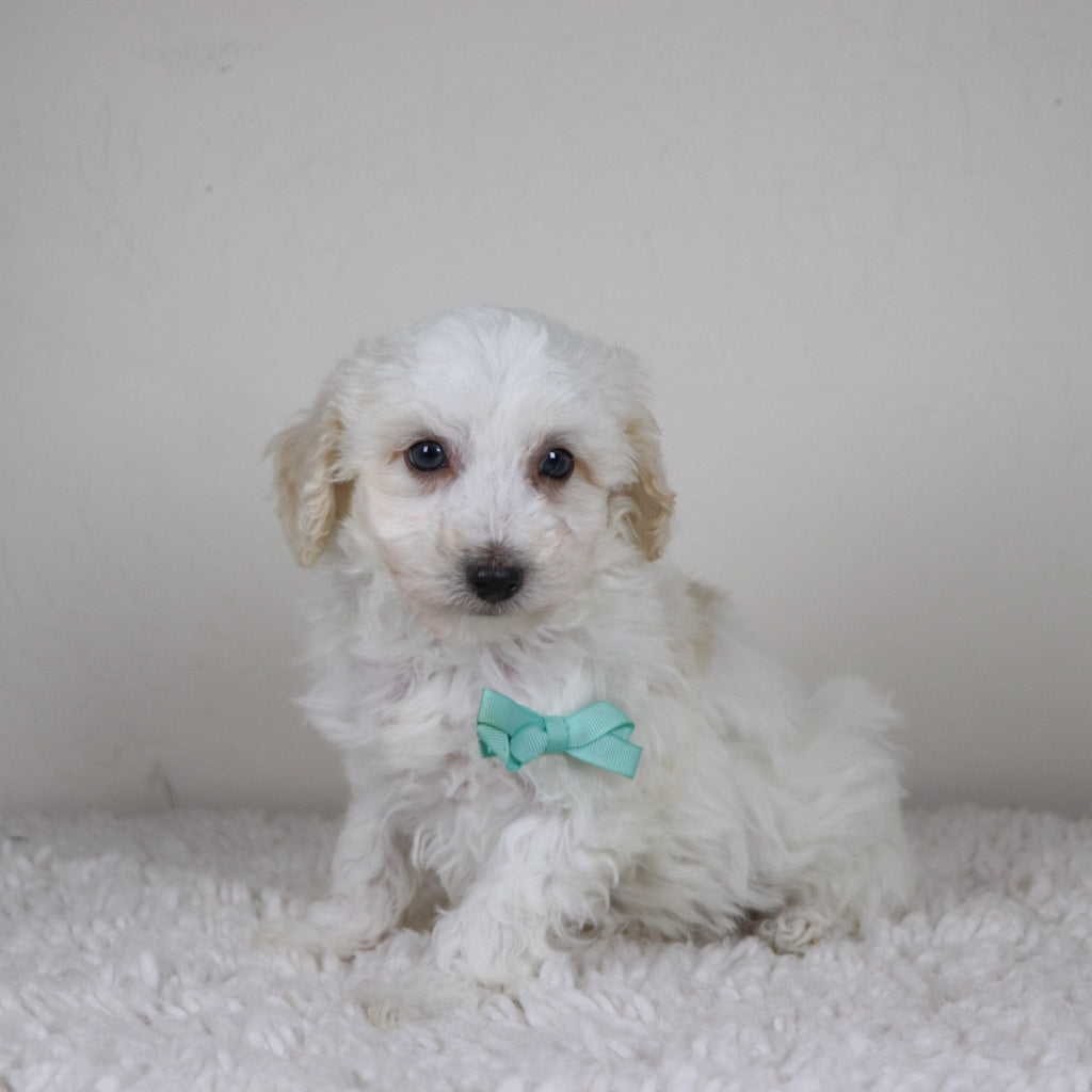 Hogan - Available 11/5