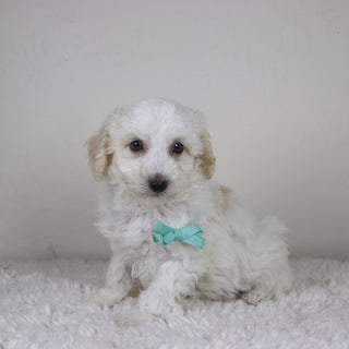 Hogan - Available Now