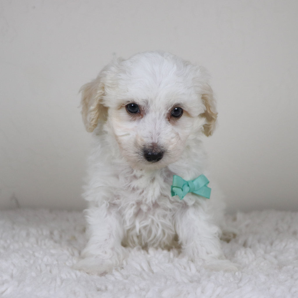 Hogan - Available 11/5
