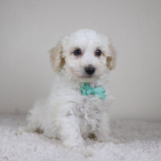 Hogan - Available 11/5