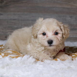 Hondo - Available 12/3