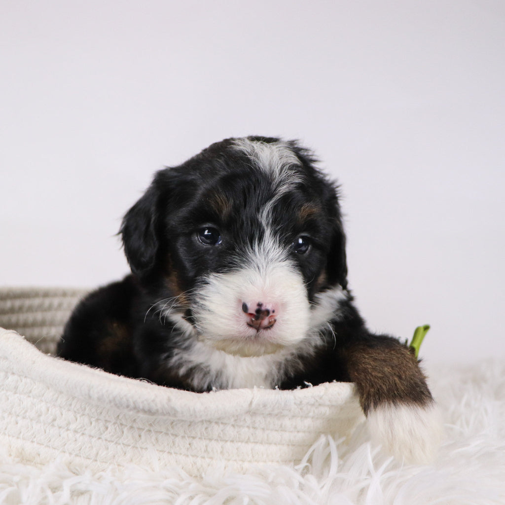 Hugh - Available 12/17