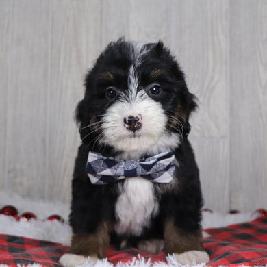 Hugh - Available 12/17