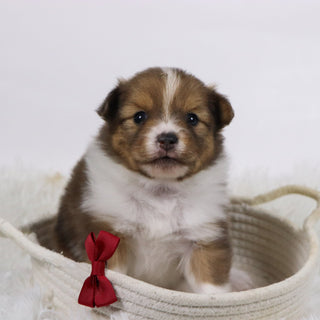 Hunter - Available Now