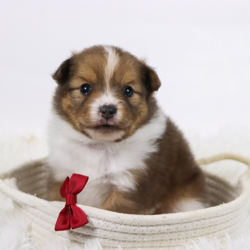 Hunter - Available Now