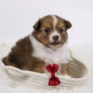 Hunter - Available 11/19